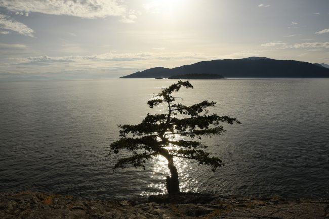 Lighthouse Park British Columbia