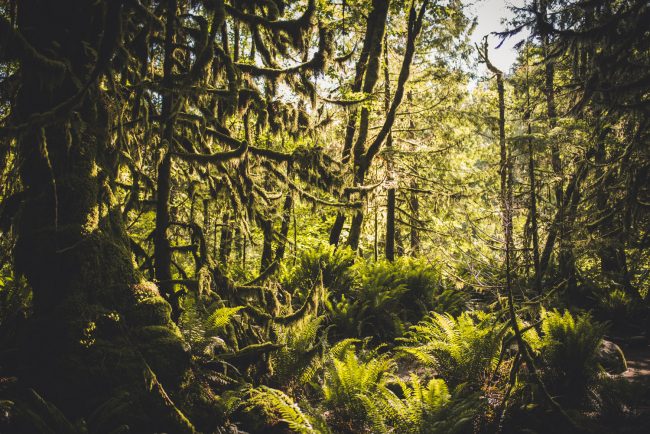 Lynn Canyon Photography