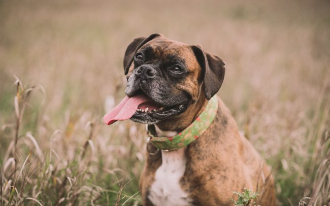 Dog Photography Kitchener Guelph Toronto