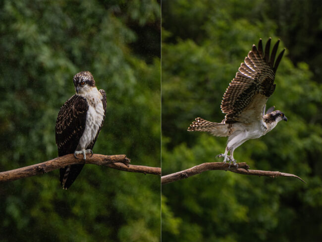 Ontario wildlife photographer