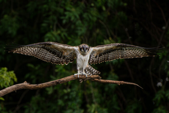 Wildlife Photographer Ontario Juvenile Osprey Spreading Wings