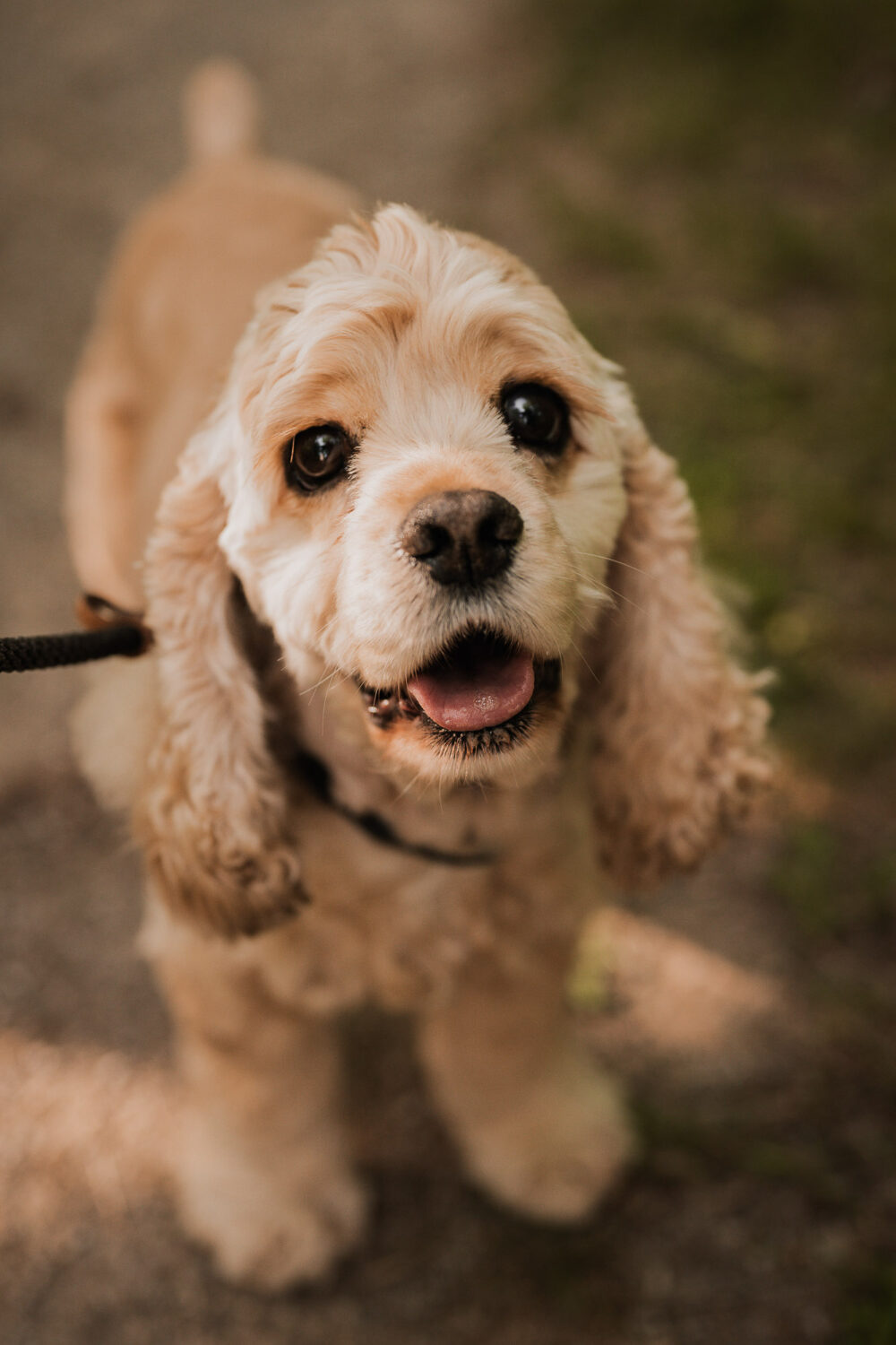 pet photography guelph