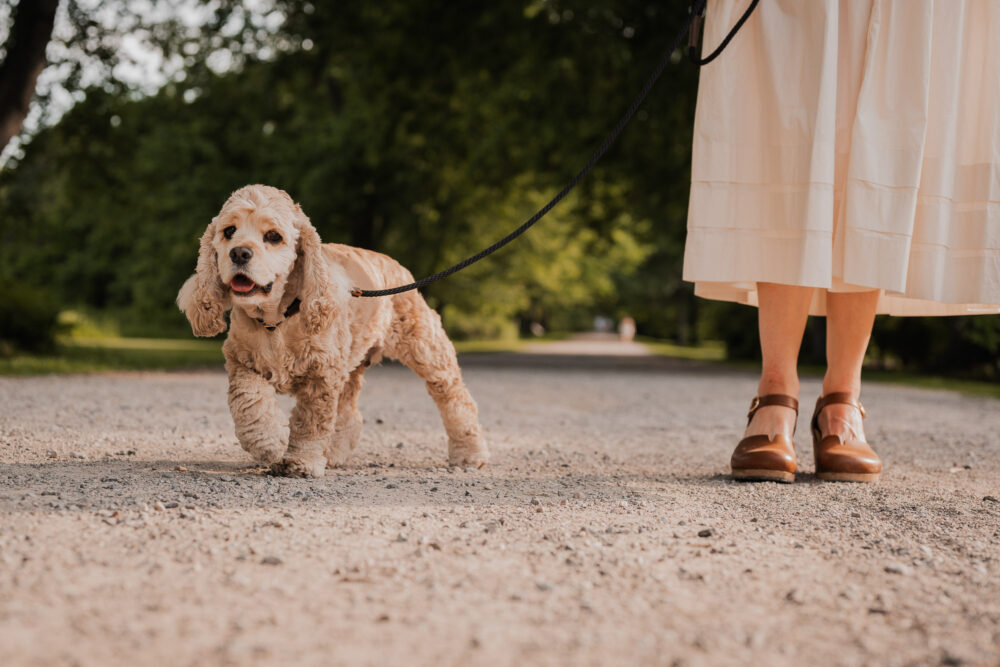 pet family photography guelph kitchener