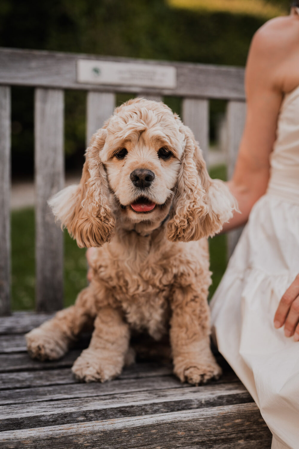 pet family photography guelph kitchener