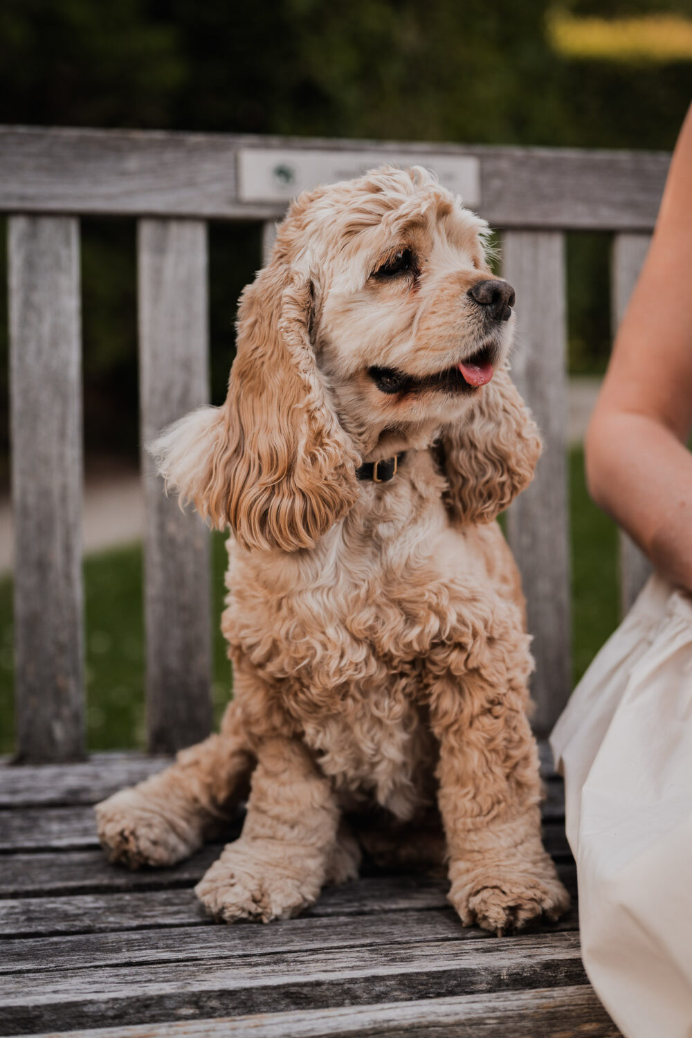 pet family photography guelph kitchener