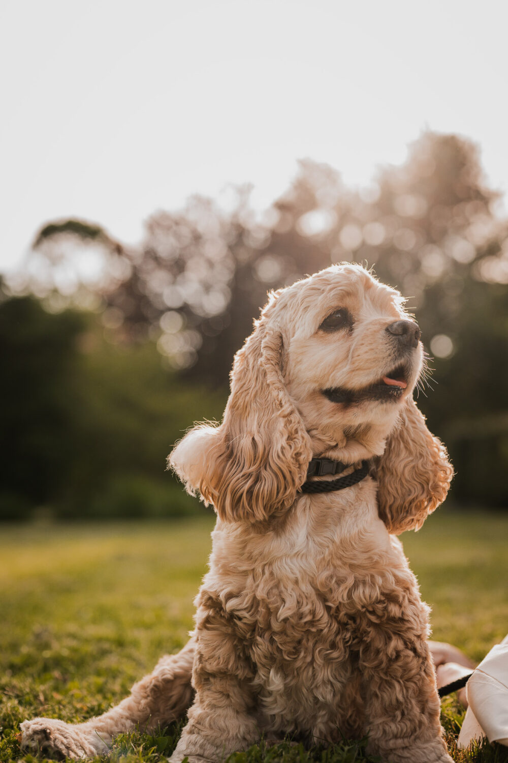 pet photography guelph