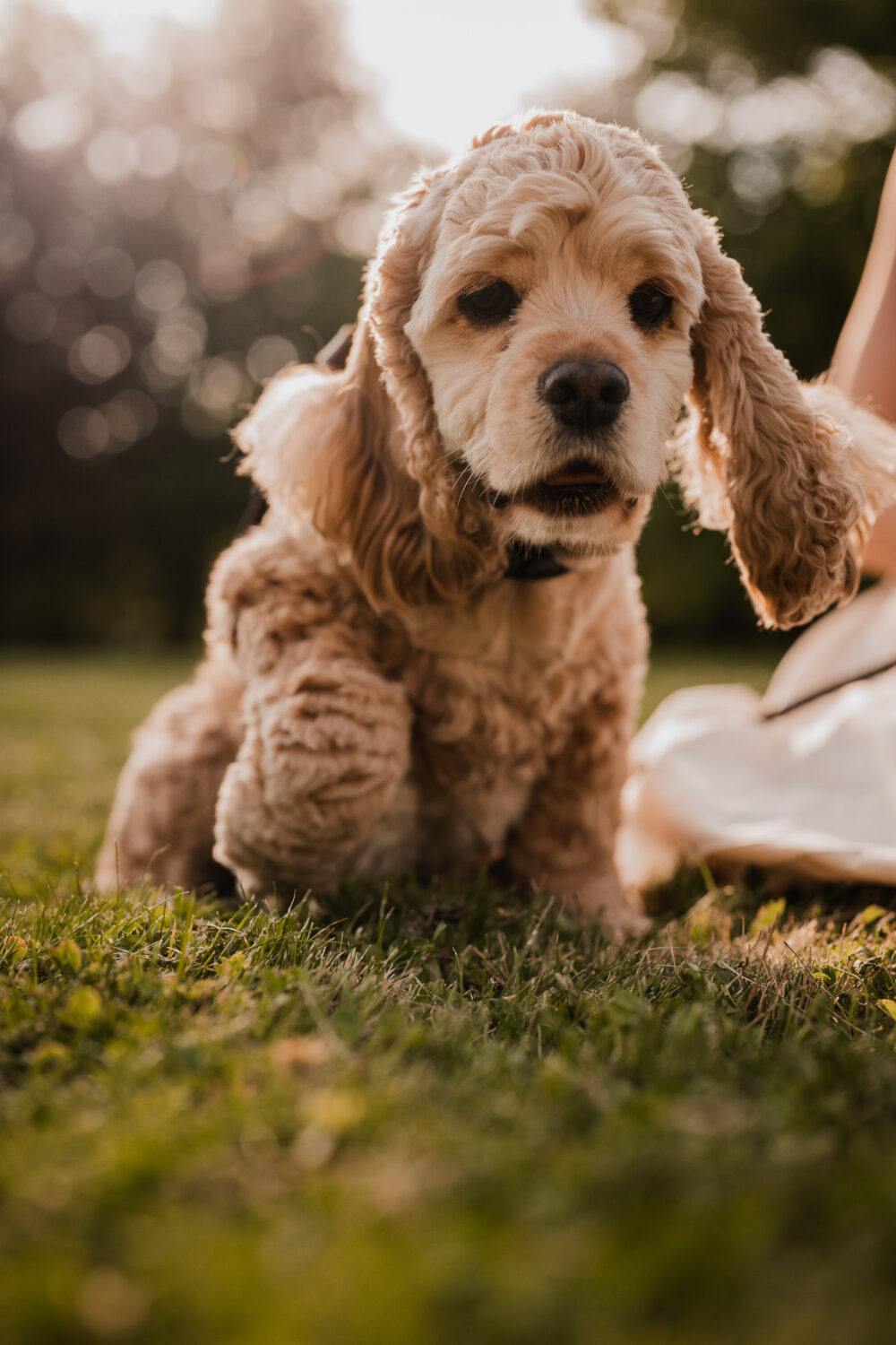pet family photography guelph kitchener