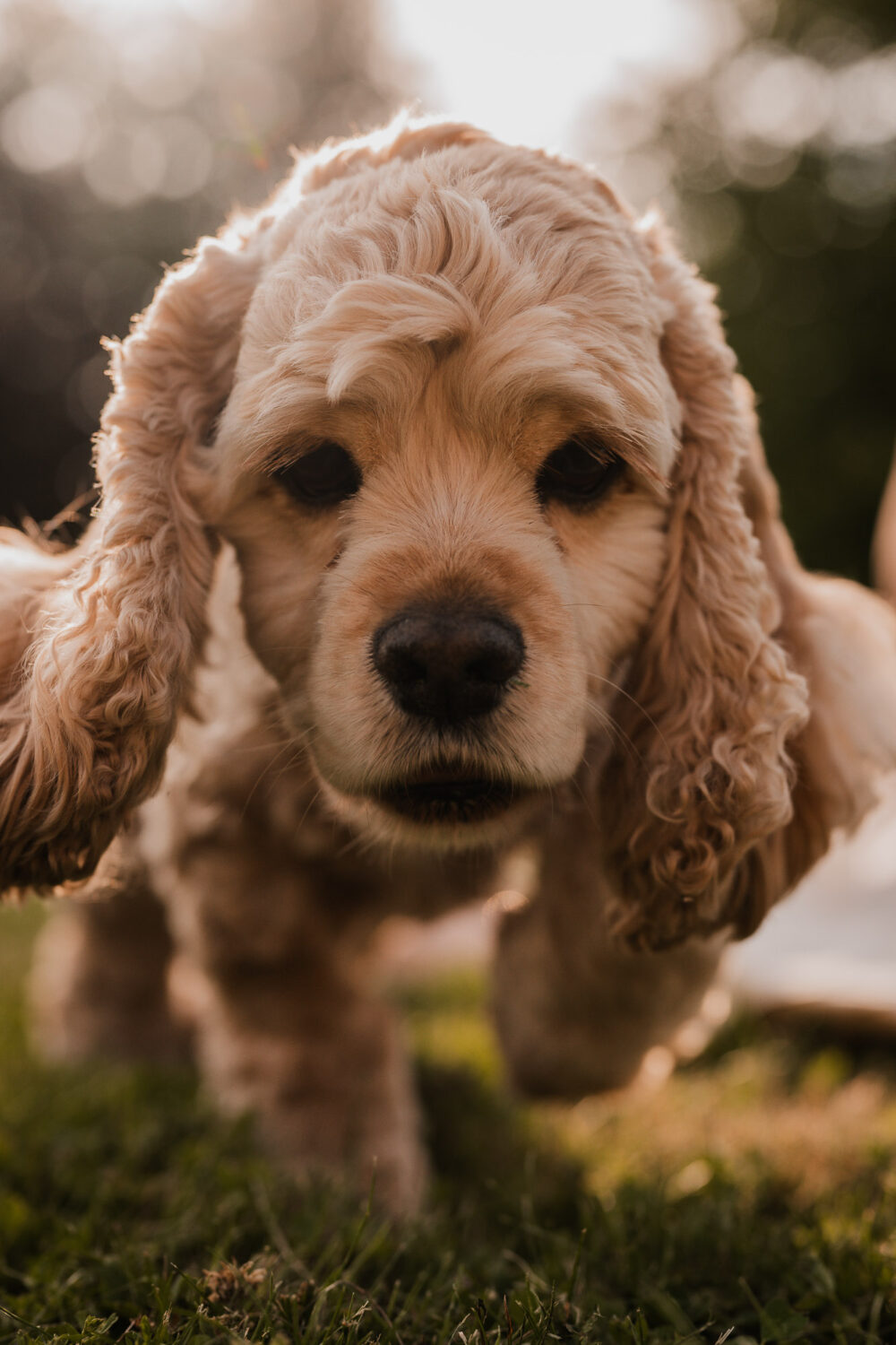pet family photography guelph kitchener